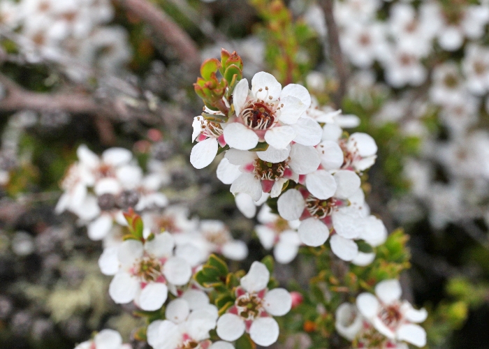 Tasmanian Alpine Plants Myrtaceae